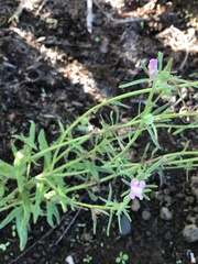 Misopates