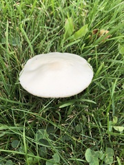 Leucoagaricus leucothites