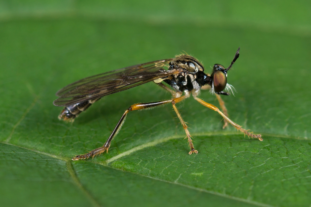 Small Yellow-legged Robber Fly, photo 1 of 10