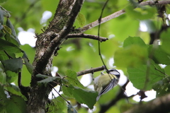 Cyanistes caeruleus