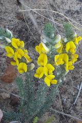 Aspalathus laricifolia