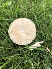 Leucoagaricus leucothites