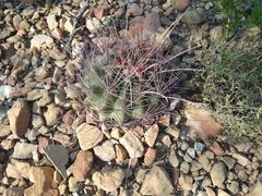 Hamatocactus hamatacanthus