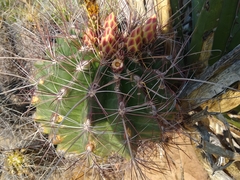 Hamatocactus hamatacanthus