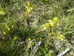 Bulbine annua