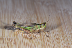 Aiolopus thalassinus tamulus