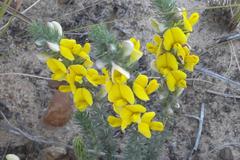 Aspalathus laricifolia