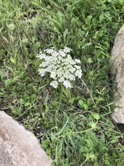 Daucus carota