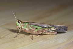 Aiolopus thalassinus tamulus