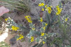 Aspalathus laricifolia