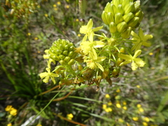 Bulbine annua