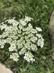 Daucus carota