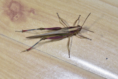 Aiolopus thalassinus tamulus