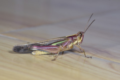 Aiolopus thalassinus tamulus