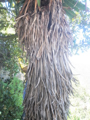 Furcraea parmentieri