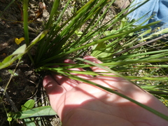 Bulbine annua