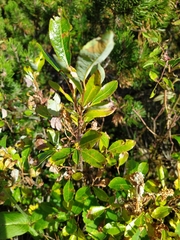 Salix waldsteiniana