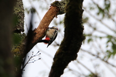 Dendrocopos major