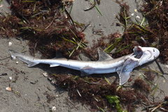Mustelus mustelus