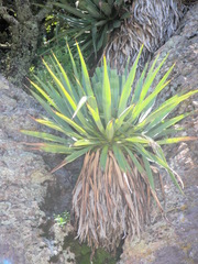 Furcraea parmentieri