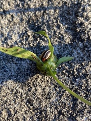 Zygogramma suturalis