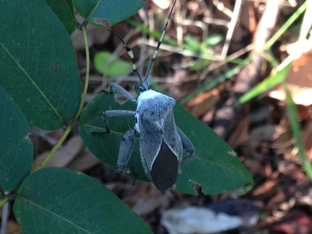 Molchina granulata