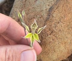 Gladiolus permeabilis permeabilis