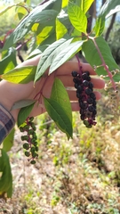 Phytolacca americana