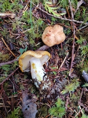 Cortinarius rubiginosus