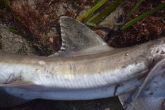 Mustelus mustelus