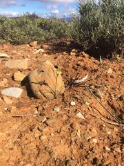 Gladiolus permeabilis permeabilis