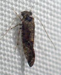 Myopsocus