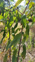 Phytolacca americana