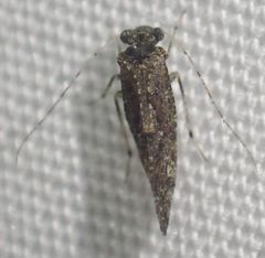 Myopsocus