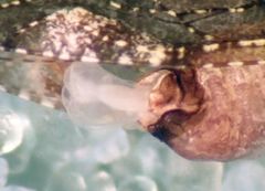 Myopsocus