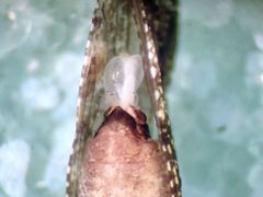 Myopsocus