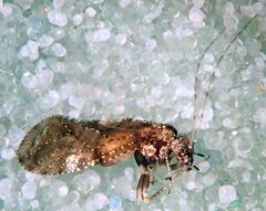 Myopsocus