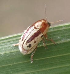 Pachybrachis bivittatus