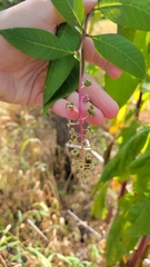 Phytolacca americana