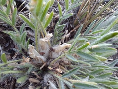 Oxytropis includens