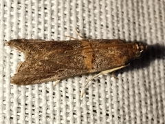 Acrobasis obliqua