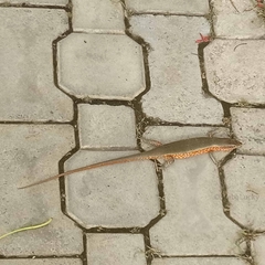 Trachylepis perrotetii