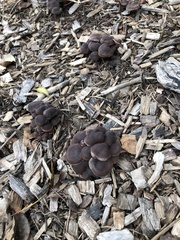 Connopus acervatus