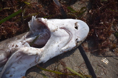 Mustelus mustelus