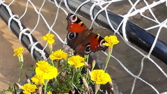 Aglais io