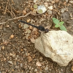 Diplacodes lefebvrii