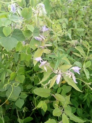 Solanum houstonii
