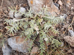 Oxytropis oxyphylla