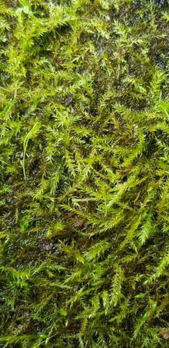 Hygroamblystegium varium