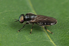 Allognosta vagans